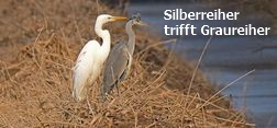 Silberreiher trifft Graureiher