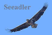 Seeadler und Hoeckerschwan am Brandenburger Himmel