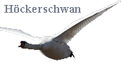Seeadler und Hoeckerschwan am Brandenburger Himmel