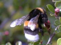 Erdhummel (Münster)