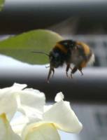 Erdhummel im Anflug. Der ausgestreckte Rüssel ist gut zu erkennen.