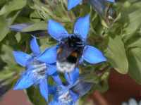 Erdhummel (b. terrestris)