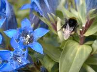 Erdhummel (b. terrestris)