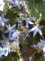 Steinhummel (b. lapidarius)