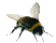 Hummeln
