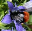 Bildergalerie:  Hummelfotos, Hummeln im Meisen-Nistkasten, Bauanleitung für Hummel-Nistkästen; Foto: K. Roggel