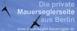 Mauersegler, unsere Sommergäste! www.mauersegler.klausroggel.de