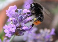 Steinhummel, 27.7.02