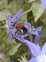 Baumhummel auf der Campanula