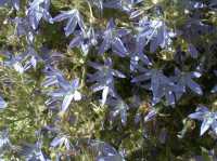 Wildbiene