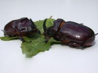 Nashornkäfermännchen