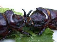 Nashornkäfermännchen