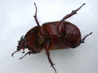 Nashornkäfermännchen in Rückenlage