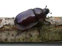 Nashornkäferweibchen