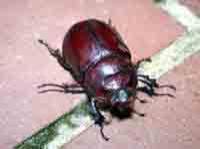 Nashornkäferweibchen