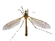 Insekten