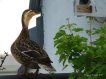 Stockente Konstanze zeigt sich von ihrer schönsten Seite!