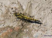 Großer Blaupfeil (Orthetrum cancellatum) - Weibchen-01