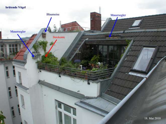 Dachterrasse mit Nistkästen