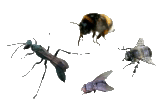 Die Sch&ouml;nheit der Insekten!