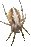 Spinnen