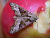 Phlogophora meticulosa