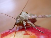 Phlogophora meticulosa