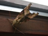 Phlogophora meticulosa