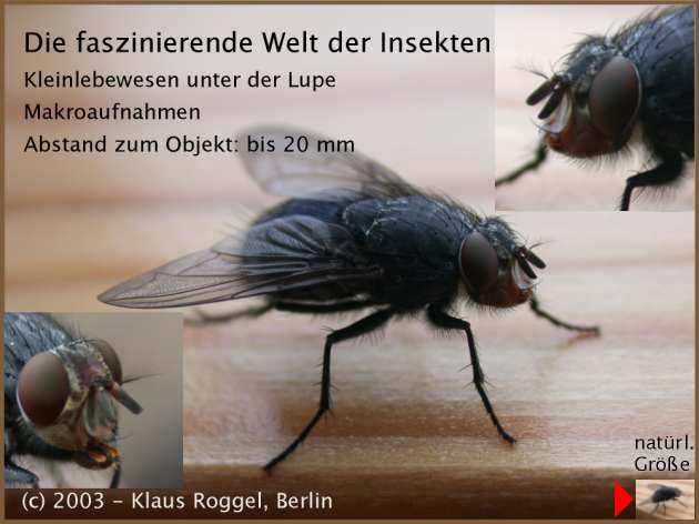 ... mit den Fliegen hat es angefangen. Was glauben Sie, was in einer Großstadt alles unterwegs ist!