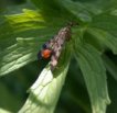 Naturfotos Tirol: Gemeine Skorpionsfliege [Panorpa communis] Foto: K. Roggel