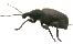 Insekten