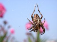 zur Gartenkreuzspinne