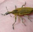 Naturfotos Brandenburg: R&uuml;sselk&auml;fer [Lixus iridis] Foto: K. Roggel