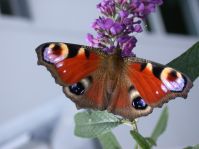 Tagpfauenauge auf Buddleia davidii 