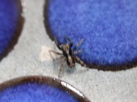 Ein Winzling von 1 mm Größe!