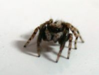 sehr stark vergrössert!