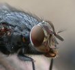 Nahaufnahmen von verschiedenen Insekten   -  z.B. Stubenfliege,  Foto K. Roggel
