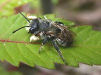 ... der Körperbau läßt auf eine Hummel schließen