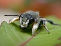 ... aber sie hat Beißwerkzeuge wie eine Wespe