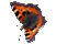 Schmetterlinge