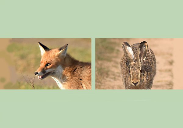 Fuchs und Hase in Brandenburg