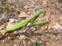 09-09-2006 Europische Gottesanbeterin (Mantis religiosa) 01