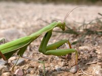 09-09-2006 Europische Gottesanbeterin (Mantis religiosa) 02