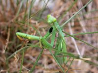 12-09-2006 Europische Gottesanbeterin (Mantis religiosa) 02