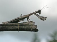 14-09-2006 Europische Gottesanbeterin (Mantis religiosa) 03