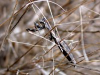 14-09-2006 Europische Gottesanbeterin (Mantis religiosa) 04