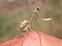 14-09-2006 Haubenfangschrecke (Empusa pennata) 01