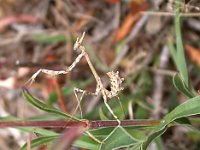 14-09-2006 Haubenfangschrecke (Empusa pennata) 02