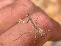 14-09-2006 Haubenfangschrecke (Empusa pennata) 03