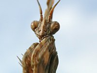 14-09-2006 Haubenfangschrecke (Empusa pennata) 04